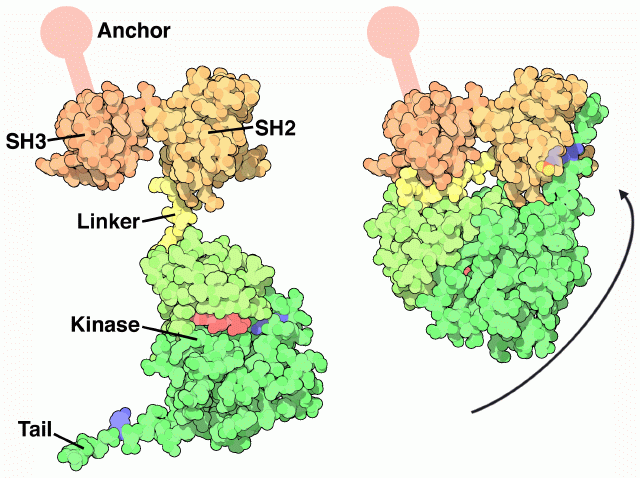 Srcチロシンキナーゼ（PDB:2src、左：不活性状態、右：活性状態）