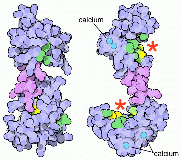 カルモジュリン（左：カルシウム未結合の構造 PDB:1cfd、右：カルシウム結合状態の構造 PDB:1cll）