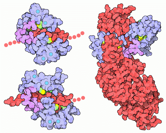 左上：カルモジュリン依存性タンパク質リン酸化酵素IIα（PDB:1cm1） 左下：ミオシン軽鎖リン酸化酵素（PDB:2bbm） 右：炭疽菌の浮腫因子（PDB:1k93）