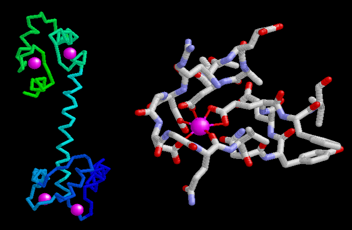 カルモジュリン（PDB:1cll、左：全体、右：カルシウムイオンとその結合に貢献している負電荷を持った原子を示したもの）