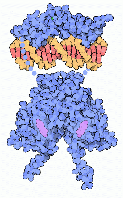 エストロゲン受容体（上：ホルモン結合部位 紫の分子は卵胞ホルモン（PDB:1a52）　下：DNA結合ドメイン 淡茶色はDNAの主鎖、ピンクはDNAの塩基、緑は亜鉛イオン（PDB:1hcq））