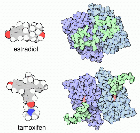 左上：エストラジオール（卵胞ホルモン）　右上：エストロゲン受容体のホルモン結合部にエストラジオールが結合したもの（PDB:1qku、卵胞ホルモンは外面からは見えていない）　左下：タモキシフェン（乳がんなどの治療薬）　右下（エストロゲン受容体のホルモン結合部にタモキシフェンが結合したもの（PDB:3ert、信号伝達環が開いて不活性型になっている）