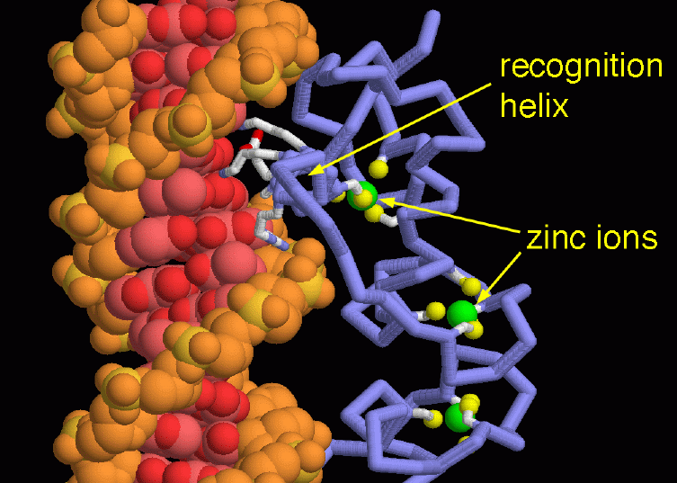 DNA二重らせん（左の分子、黄色は主鎖、赤は塩基）とエストロゲン受容体のDNA結合ドメイン（右の分子、原子種ごとに色分けしている部分はDNA配列を認識するαらせん、黄色はジンクフィンガー構造を安定化させているシステインアミノ酸残基、緑は亜鉛イオン） PDB:1hcq