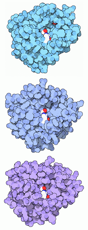 上：トリプシン（PDB:2ptn）　中：キモトリプシン（PDB:2cha）　下：エラスターゼ（PDB:3est）
