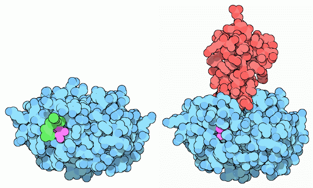 左：トリプシノーゲン（PDB:1tgs、緑は不活性化のための追加配列、赤紫はそれが除去された後の末端）　右：と阻害剤（PDB:2ptc、赤が阻害剤）