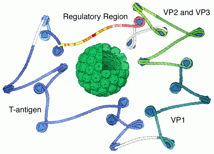 シミアンウイルス40のカプシド（中央、PDB:1sva）とその中の環状DNA
