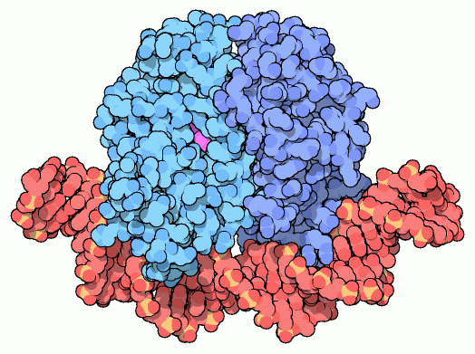異化活性化タンパク質（PDB:1cgp）