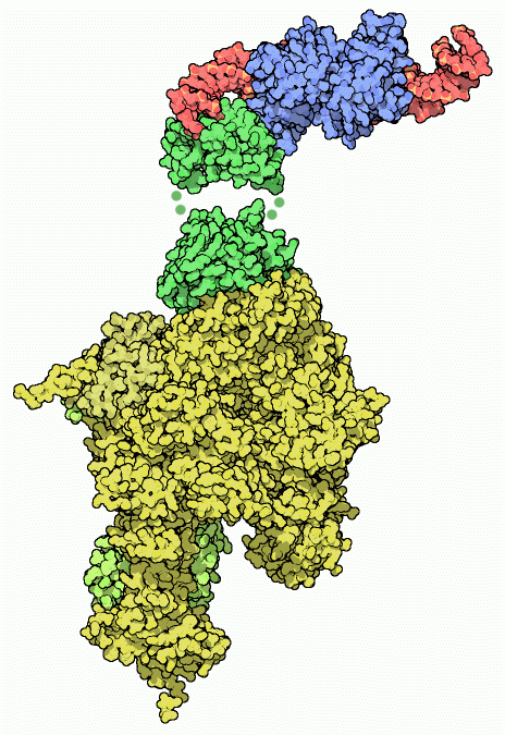 RNAポリメラーゼ（下：PDB:1iw7）とCAP（青）・DNA（赤）・RNAポリメラーゼの一部（緑）の複合体（上：PDB:1lb2）