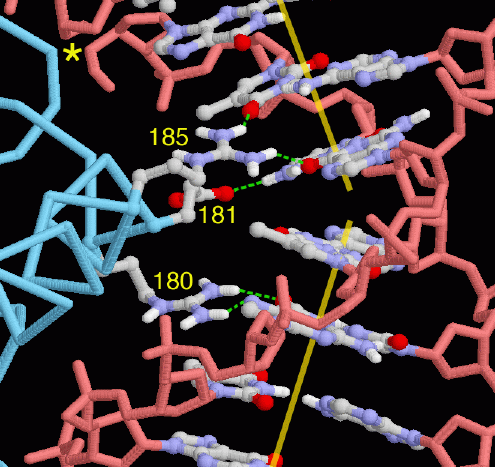 異化活性化タンパク質（PDB:1cgp）のDNA結合部分を拡大したもの。