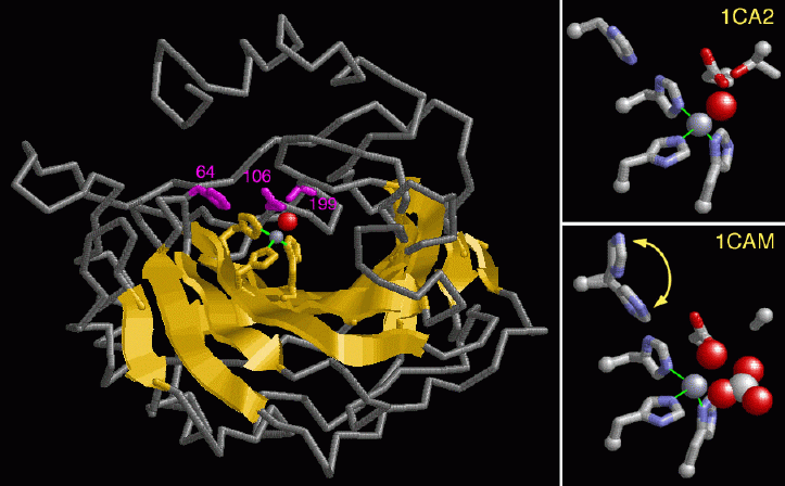 II型炭酸脱水酵素（左：全体図 PDB:1ca2、右上：反応前の活性部位付近の拡大図 PDB:1ca2、右下：反応完了後の活性部位付近の拡大図 PDB:1cam）