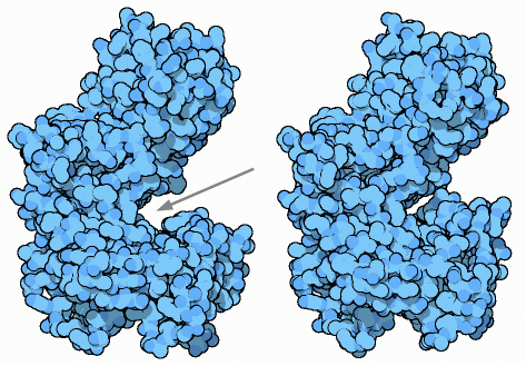 酵母のヘキソキナーゼ（左：開いた型（PDB:2yhx、矢印は活性部位）、右：閉じた型（PDB:1hkg）