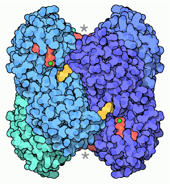 細菌のリン酸フルクトースリン酸化酵素（PDB:4pfk、黄色はフルクトース-6-リン酸、赤はADP、緑はマグネシウムイオン）