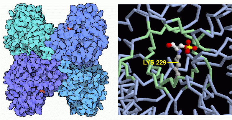 ヒトのフルクトース1,6-２リン酸アルドラーゼ（左：全体構造 PDB:4ald、右：活性部位付近 特有な残基Lys229が示されている PDB:1j4e）