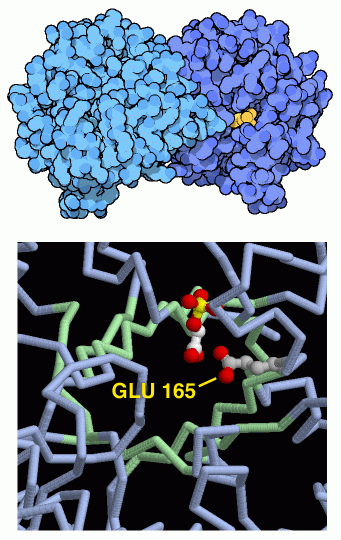 ３炭糖リン酸異性化酵素（PDB:2ypi、上は全体像、下は活性部位のグルタミン酸とβバレル（緑）を示したもの）
