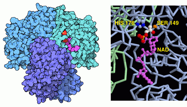 グリセルアルデヒド-3-リン酸脱水素酵素（PDB:3gpd、左は全体、右は活性部位を拡大したもの）