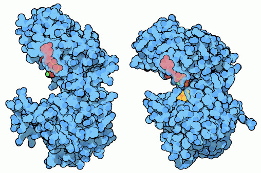 リン酸グリセリン酸リン酸化酵素（左：開いた構造 PDB:3pgk、右：閉じた構造 PDB:1vpe）　赤はヌクレオチド３リン酸またはその類似分子、緑はマグネシウムイオン、黄色は3-グリセリン酸