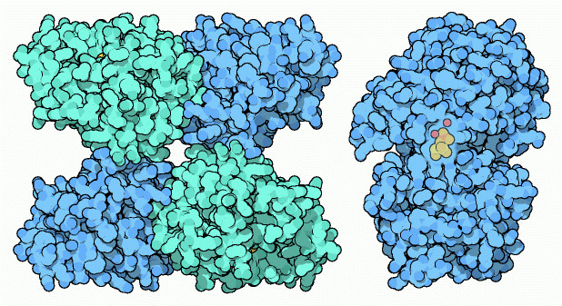 リン酸グリセリン酸ムターゼ（左：酵母由来の４量体 PDB:3pgk、右：好熱性細菌由来の２量体 中央の黄色分子は 2-リン酸グリセリン酸 赤はマンガンイオン(Mn+2) PDB:1eqj）