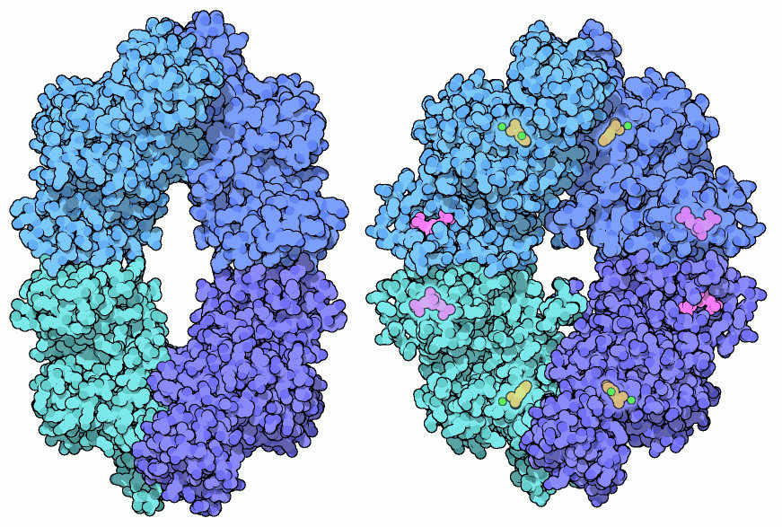 ピルビン酸リン酸化酵素（左：不活性状態 PDB:1e0u、右：活性状態 PDB:1a3w 赤紫は制御分子のフルクトース-1,3-２リン酸、黄は反応基質の2-リン酸グリセリン酸、緑はマンガンイオンとカリウムイオン）