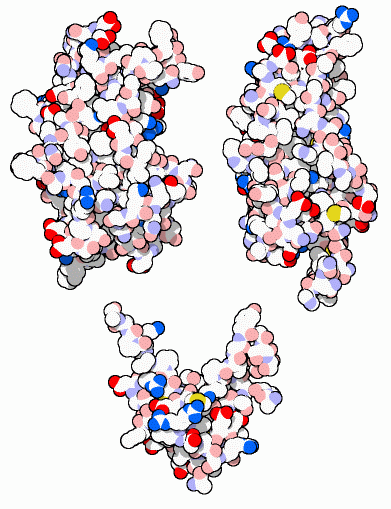 左上：ヒトの成長ホルモン（PDB:1hgu） 右上：プロラクチン（PDB:1n9d） 下：IFG-1（PDB:1h02）