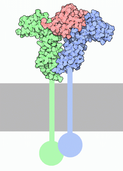 成長ホルモンとその受容体（PDB:3hhr）
