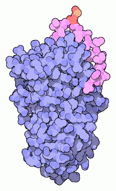 α1-アンチトリプシン（PDB:1psi）