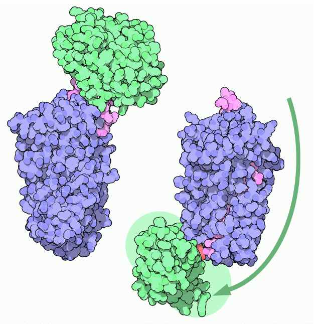 セルピン（青）に結合したトリプシン（緑）（左：結合直後 PDB:1k9o、右：反応中心ループがしまいこまれた後 PDB:1ezx）