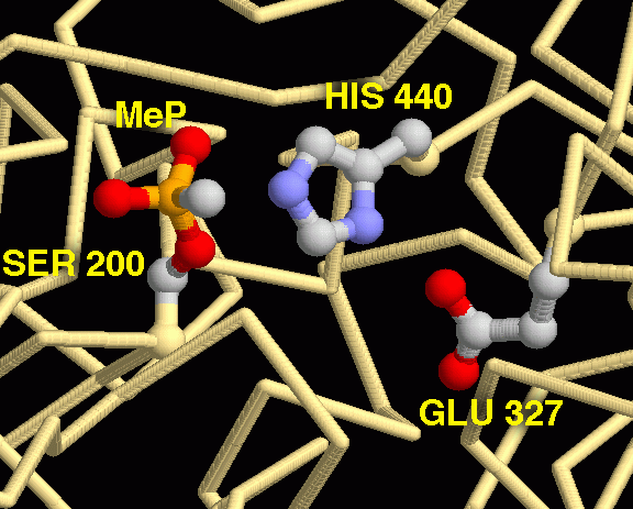 サリンと結合したアセチルコリンエステラーゼの活性部位（PDB:1cfj）