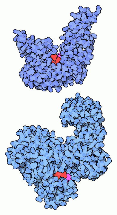 上：バクテリオファージT7のDNAリガーゼ（PDB:1a0i） 下：細菌のDNAリガーゼ（PDB:1dgs）