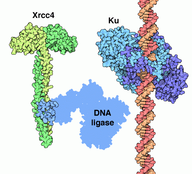 左：Xrcc4タンパク質（PDB:1ik9）＋DNAリガーゼ（模式図） 右：Kuタンパク質（PDB:1jey）