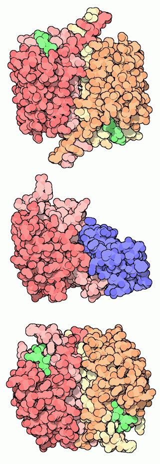 上：カスパーゼ-1（PDB:1ice） 中央：カスパーゼ-9（PDB:1nw9） 下：カスパーゼ-3（PDB:1pau）