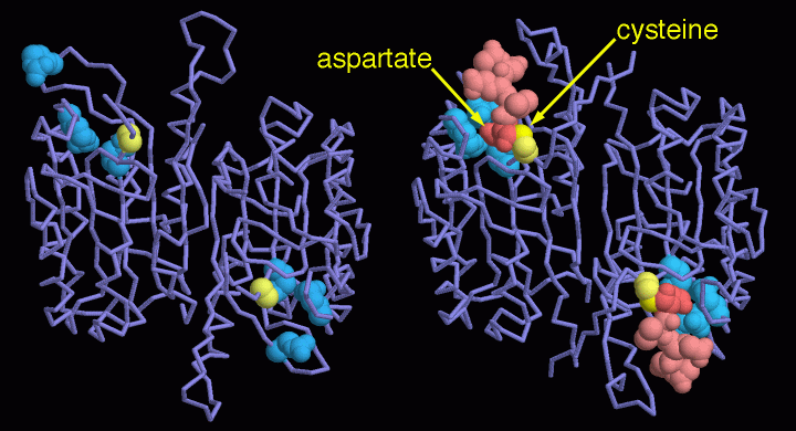 左：カスパーゼ前駆体-7（PDB:1k88） 右：活性状態のカスパーゼ-7（PDB:1f1j）