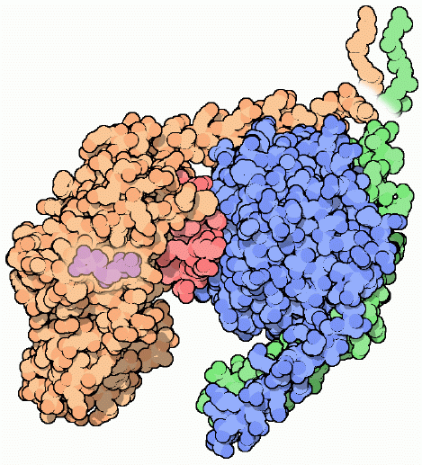 Gタンパク質（PDB:1gg2）