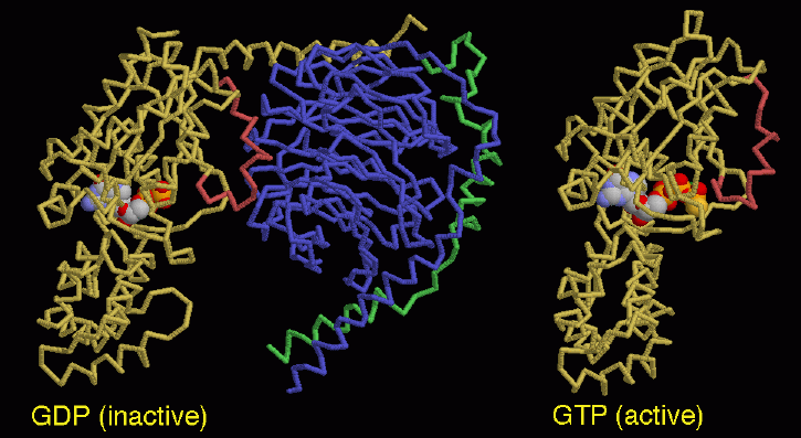 Gタンパク質の活性型（右：PDB:1gia）と不活性型（左：PDB:1gg2）