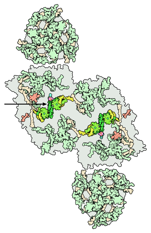 光化学系II（PDB:1s5l）の中身（中央）と集光性タンパク質（PDB:1rwt）