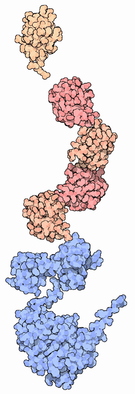 ユビキチン（ピンク・黄褐色、PDB:1ubq）が付加されたsrcタンパク質（PDB:2src）