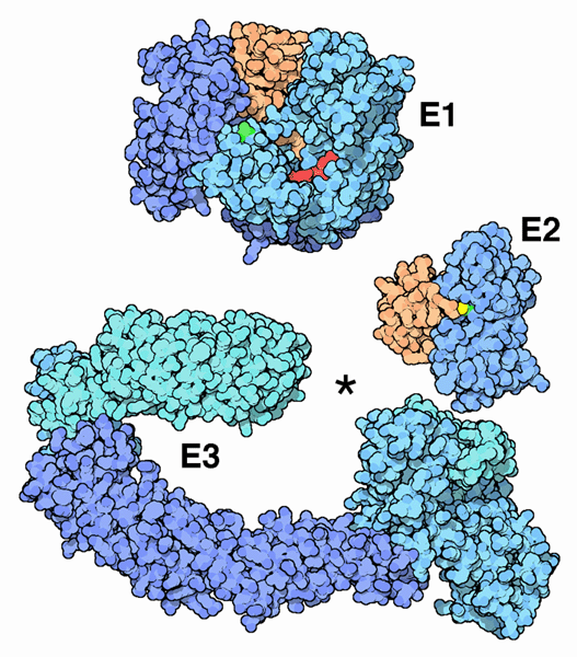 ユビキチン化酵素。上：E1酵素（PDB:1r4n）　右：E2酵素とユビキチン（PDB:1fxt）　下：E3酵素（PDB:1ldk,1FQV）星印はユビキチンを付加する対象タンパク質の結合部位。