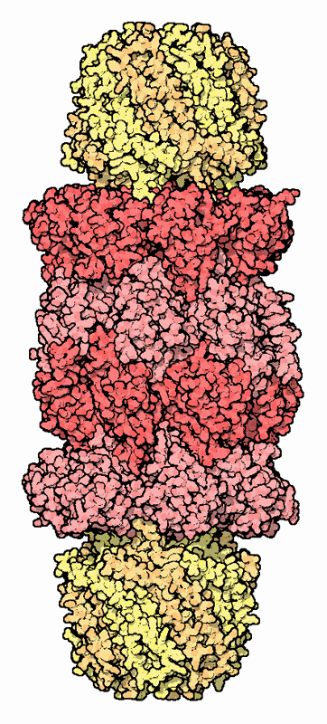 プロテアソーム（PDB:1fnt）