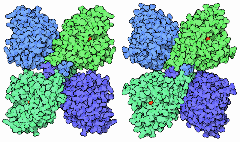 左：フェニルアラニン水酸化酵素（PDB:1pah） 右：チロシン水酸化酵素（PDB:2toh）