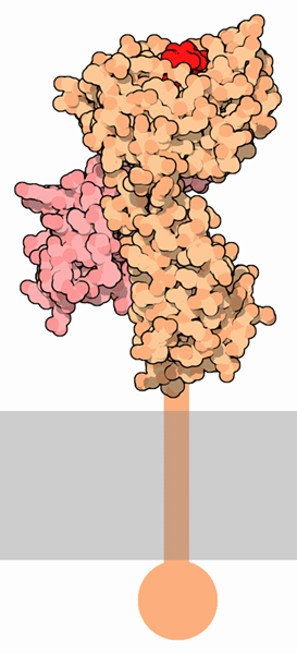 主要組織適合性複合体（MHC、PDB:1hsa）