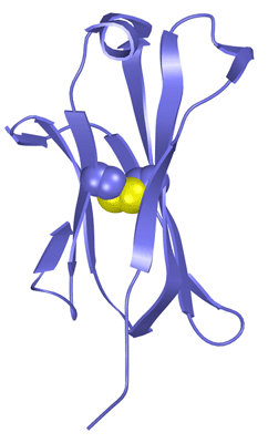 免疫機構タンパク質共通のドメイン構造。βシートがジスルフィド結合で結合されている。