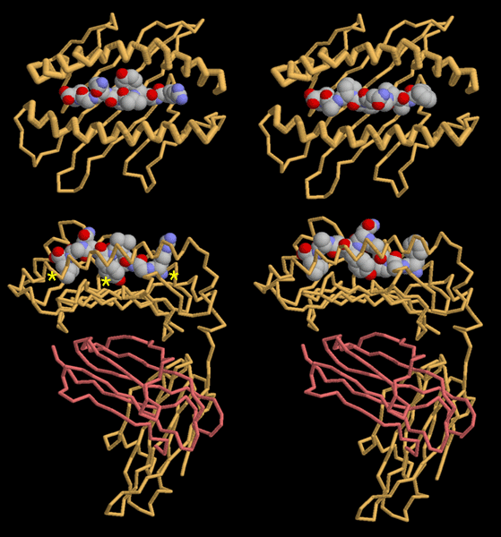 同じMHCに異なるペプチド結合した構造。左：水疱性口内炎ウイルス由来のペプチドが結合したもの（PDB:2vaa）　右：センダイウイルス由来のペプチドが結合したもの（PDB:2vab）