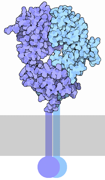 T細胞受容体（PDB:1tcr）