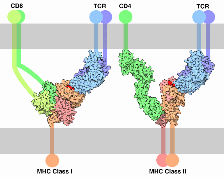 左：MHC I型・T細胞受容体・CD8の複合体（PDB:1akj、1BD2）　右：MHC II型・T細胞受容体・CD4の複合体（PDB:1fyt、1JL4、1WIO）