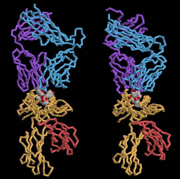 T細胞受容体・MHC・ペプチド複合体（左：PDB:1bd2、右：PDB:2ckb）