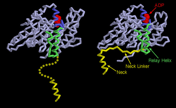 左：動く前のキネシン（PDB:1bg2） 右：動いた後のキネシン（PDB:2kin）
