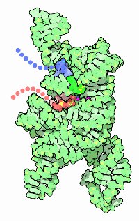 運搬RNA前駆体（PDB:1u6b）