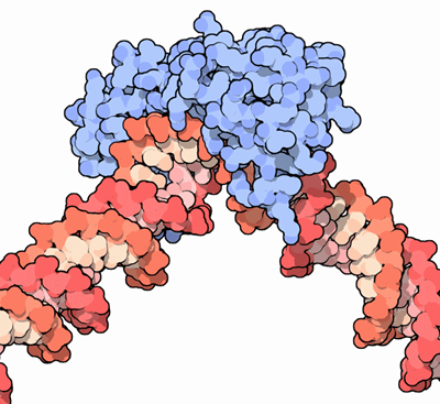 TATA配列DNAに結合したTATA結合タンパク質（PDB:1cdw）