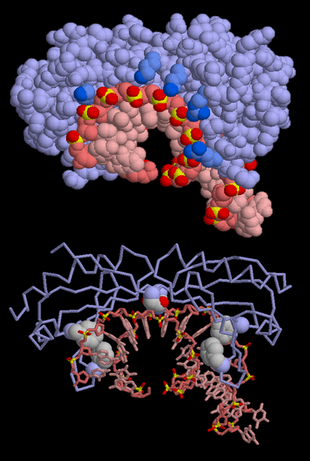 DNAのTATA配列に結合したTATA結合タンパク質（PDB:1ytb）