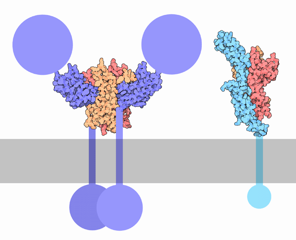 左：TRK受容体（PDB:1www） 右：p75ニューロトロフィン受容体（PDB:1sg1）