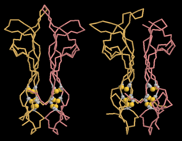 左：神経成長因子（PDB:1bet） 右：ニューロトロフィン-4（PDB:1b98）
